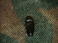 /album/coleoptera/pomachilius-deromecoides-2-jpg/
